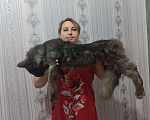 Кошки в Москве: Кошечки мейн кун  Девочка, 55 000 руб. - фото 10