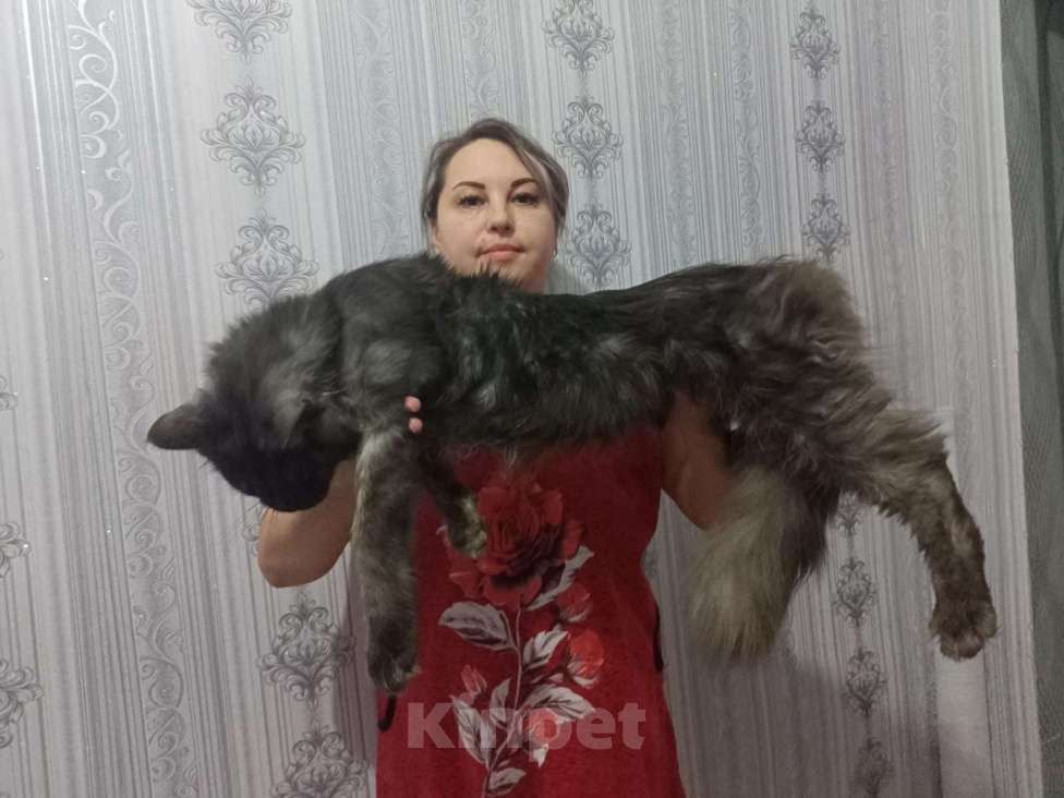 Кошки в Москве: Кошечки мейн кун  Девочка, 55 000 руб. - фото 10