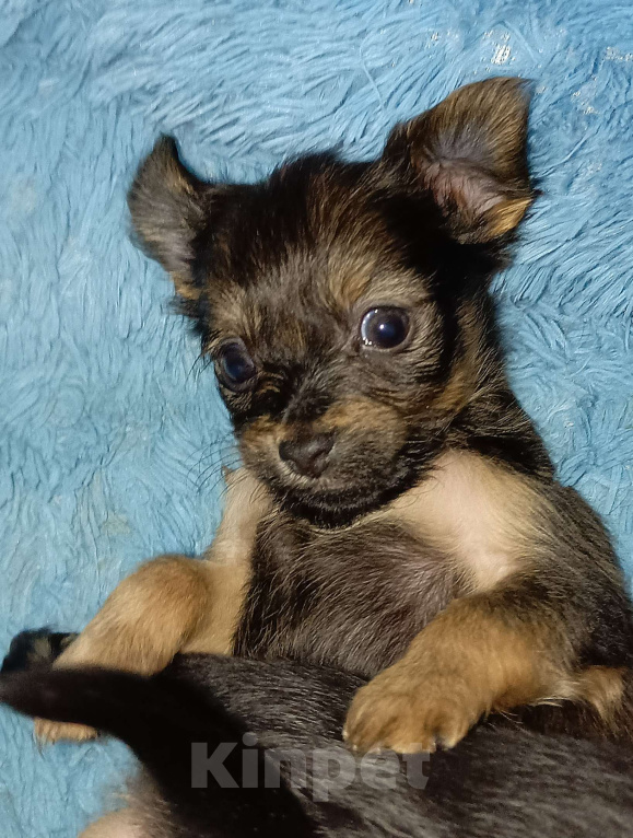 Собаки в Москве: Персей Мальчик, 60 000 руб. - фото 3