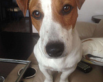 Собаки в Химках: Кобель Джек Рассел Терьера для вязки Мальчик, 5 000 руб. - фото 1