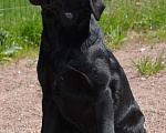 Собаки в Луге: Подрощенный щенок Девочка, 40 000 руб. - фото 4