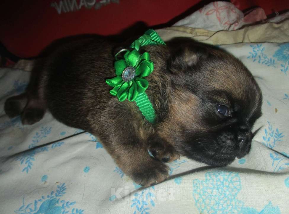 Собаки в Пскове: Щенок пти брабансона Мальчик, 50 000 руб. - фото 5