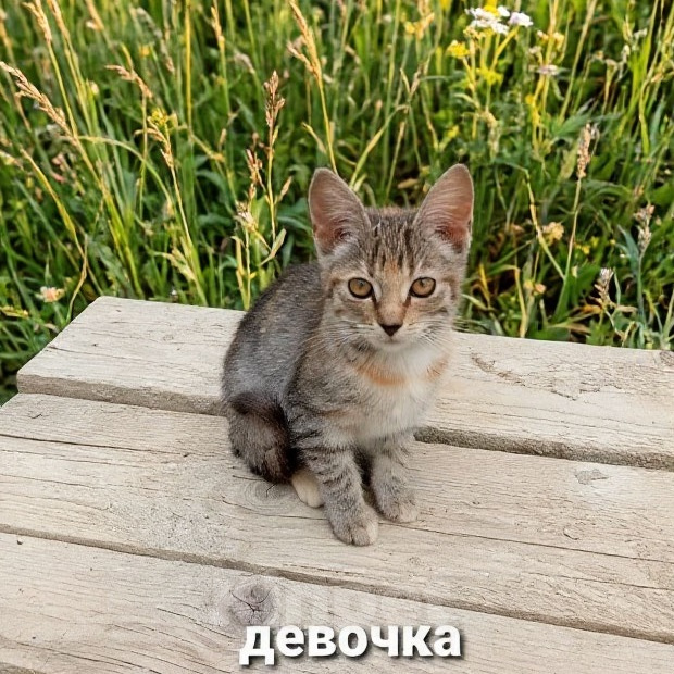 Кошки в Санкт-Петербурге: Трёхцветная девочка, маленький котенок ищет дом. Девочка, Бесплатно - фото 1