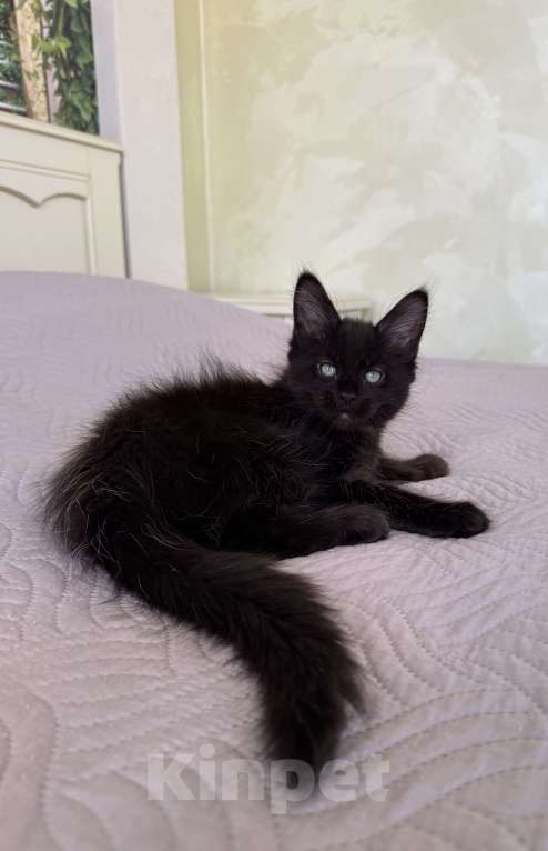 Кошки в Краснодаре: Девочка Мейн-кун Девочка, 45 000 руб. - фото 3