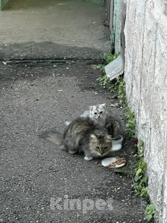 Кошки в Красноярске: Котята и мама-кошка Разнополые, Бесплатно - фото 1