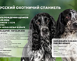 Собаки в Волгограде: Щенки Русский охотничий спаниель Разнополые, 40 000 руб. - фото 9