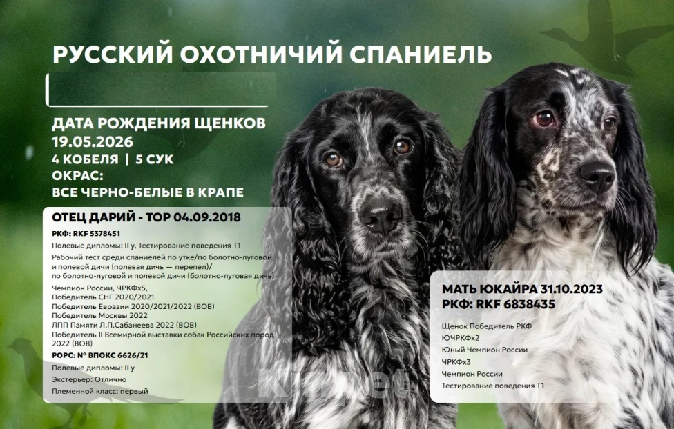 Собаки в Волгограде: Щенки Русский охотничий спаниель Разнополые, 40 000 руб. - фото 9