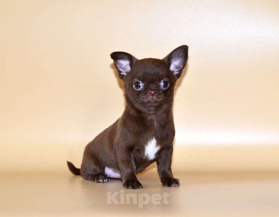 Собаки в Москве: Щенки чихуахуа.  Девочка, Бесплатно - фото 6