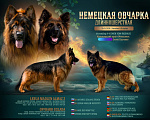 Собаки в Минусинске: Щенки немецкой овчарки длинношёрстные Мальчик, 60 000 руб. - фото 10