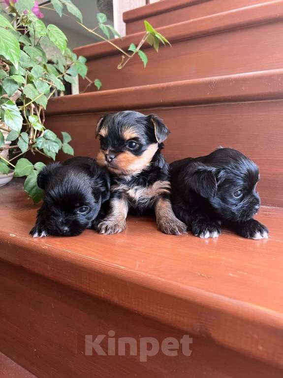 Собаки в Калуге: Продам щеночков! Мальчик, 15 000 руб. - фото 3