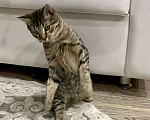 Кошки в Москве: Чудесный котенок Матроскин ищет дом Мальчик, 1 руб. - фото 6