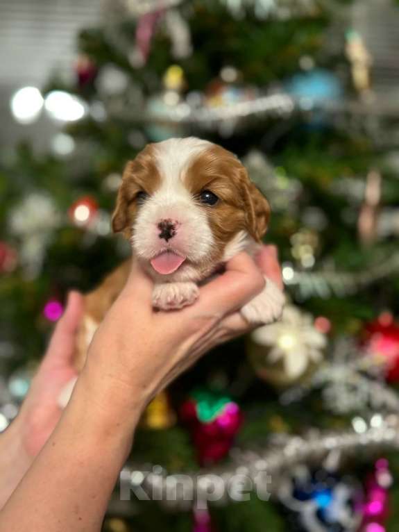 Собаки в Владимире: Щенки Кавалер Кинг Чарльз Спаниеля РКФ Мальчик, 90 000 руб. - фото 6