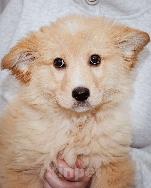 Собаки в Москве: Мальчик, 3 месяца в добрые руки Мальчик, Бесплатно - фото 6