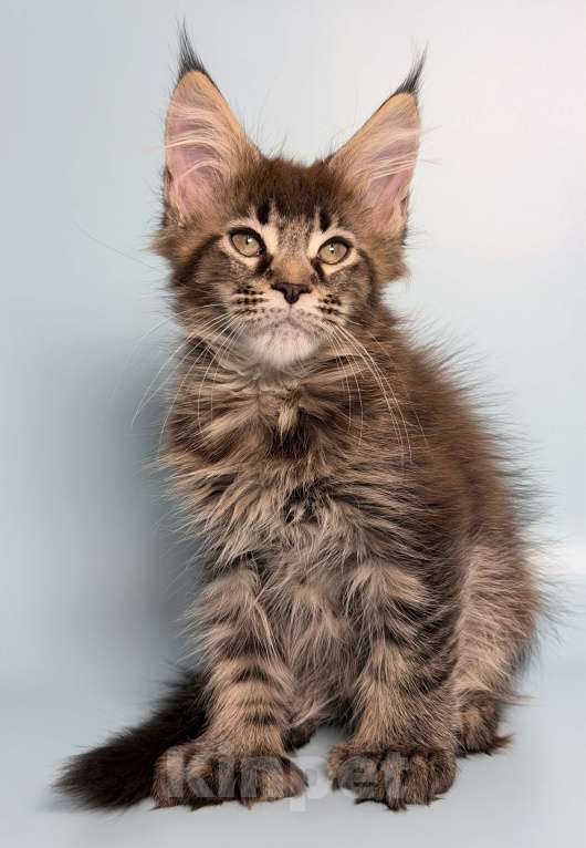 Кошки в других городах Московской области: Очаровательная полидевочка Девочка, 40 000 руб. - фото 2