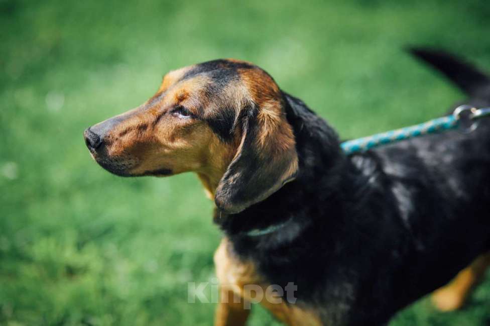 Собаки в Москве: Балканская гончая в добрые руки Девочка, 100 руб. - фото 2