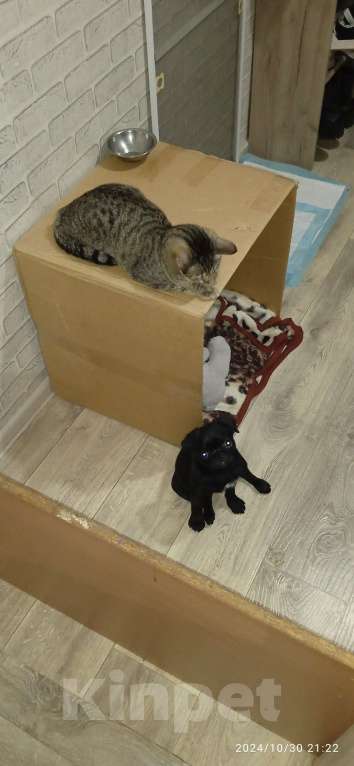 Собаки в Бийске: Продам щенка мопса, девочка.  Девочка, 10 000 руб. - фото 6