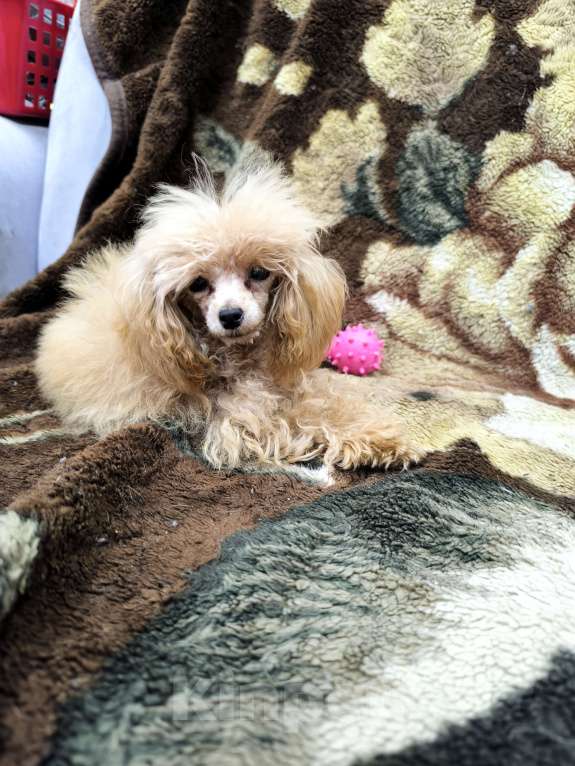 Собаки в Ижевске: От этого микроба вам не захочется избавиться Девочка, Бесплатно - фото 2