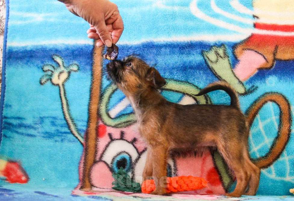 Собаки в Москве: Щенки Мальчик, Бесплатно - фото 3