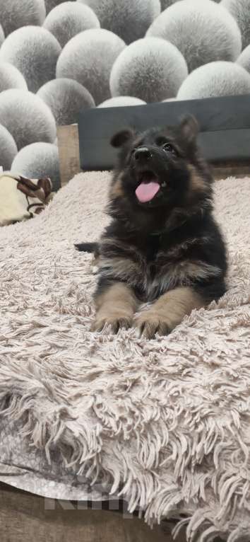 Собаки в Зарайске: Щенок немецкой овчарки д.ш. Девочка, 60 000 руб. - фото 9