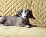 Собаки в Москве: Клубный щенок кремовой, миниатюрной таксы Девочка, 90 000 руб. - фото 6
