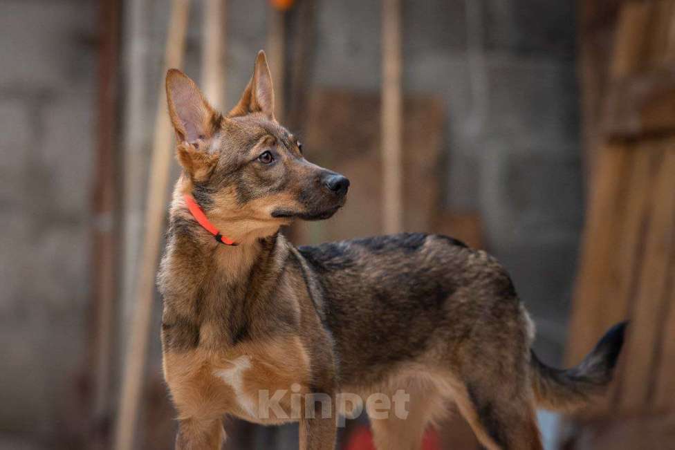 Собаки в Москве: Мира очень хочет домой Девочка, Бесплатно - фото 1