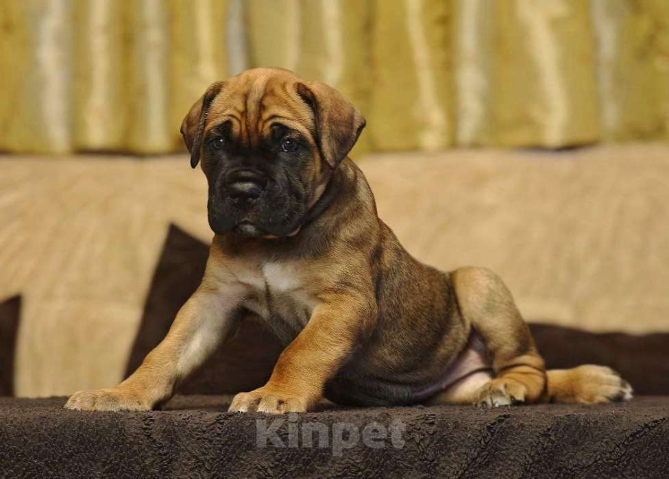 Собаки в Дедовске: Шикарные щенки от породных производителей, проверяных по потомству Девочка, 150 000 руб. - фото 3