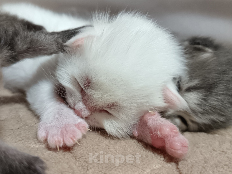 Кошки в Санкт-Петербурге: Сибирский клубный котенок с документами и вакцинациями Мальчик, Бесплатно - фото 3