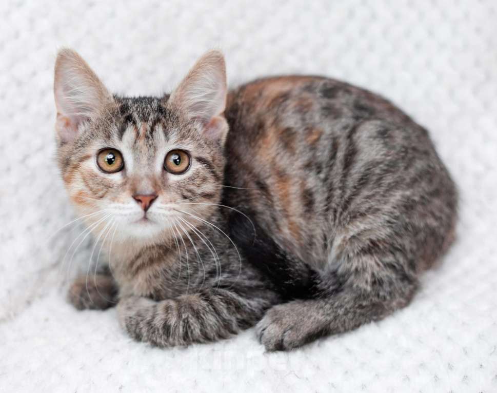 Кошки в Москве: Трехцветный полосатый котёнок Тея в добрые руки Девочка, 1 руб. - фото 2