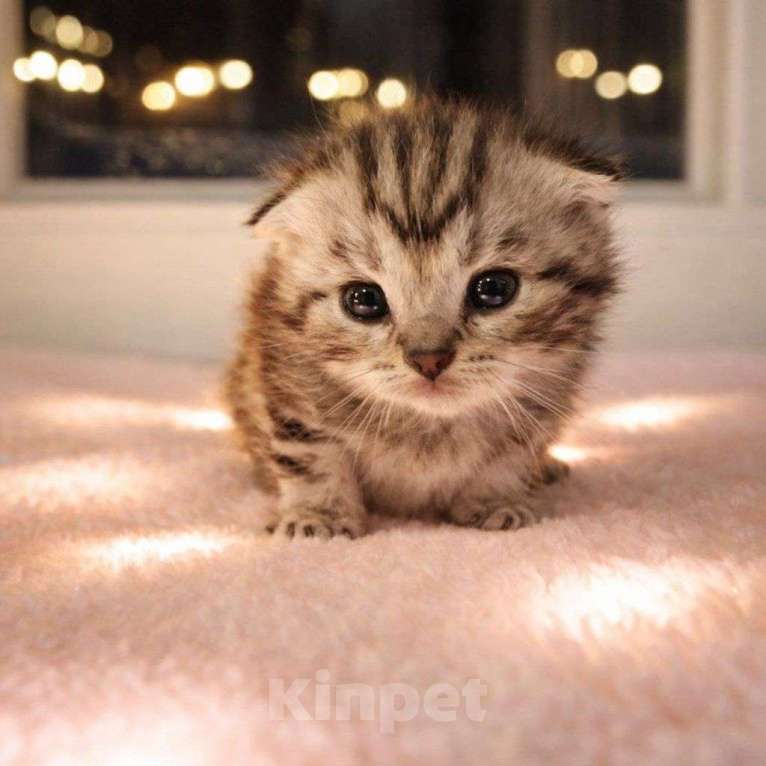 Кошки в Йошкаре-Оле: Шотландские короткошёрстные вислоухие котята Мальчик, 7 000 руб. - фото 5