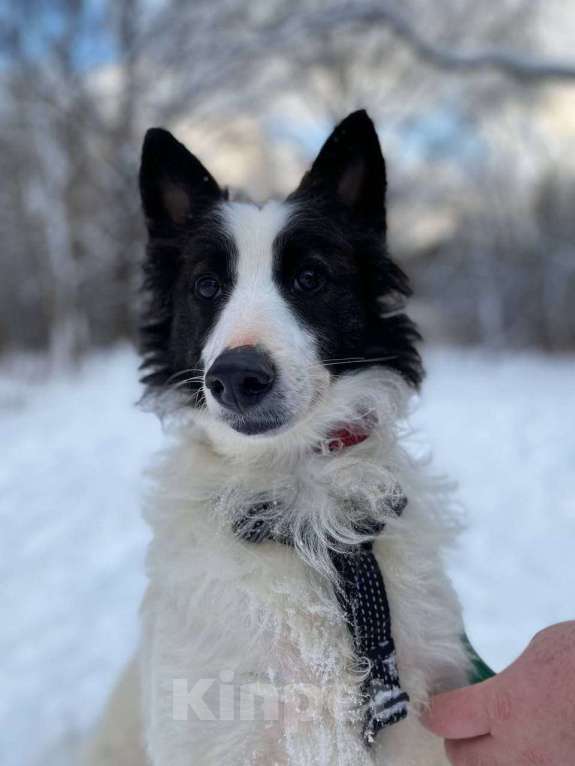 Собаки в Москве: Ванилька Девочка, Бесплатно - фото 1