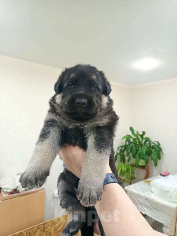 Собаки в Балашихе: Щенки ВЕО Девочка, 40 000 руб. - фото 2