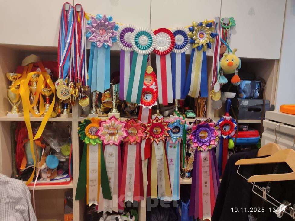 Собаки в Раменском: Щенки шипперке от титулованных родителей в домашних условиях (Красная) Девочка, 80 000 руб. - фото 4