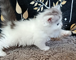 Кошки в Барнауле: Шотландская прямоухая кошка короткошёрстная Девочка, 8 000 руб. - фото 2