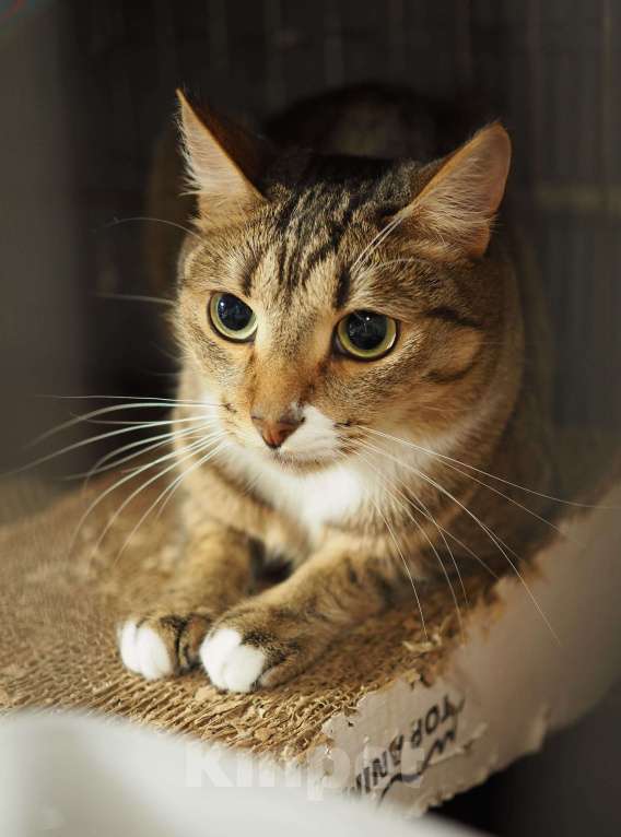 Кошки в Москве: Интелегентный котик Честер Мальчик, Бесплатно - фото 3