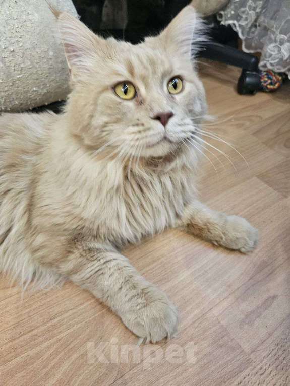 Кошки в Волжском: Найден кот в Волжском, 24 мкр Мальчик, Бесплатно - фото 2