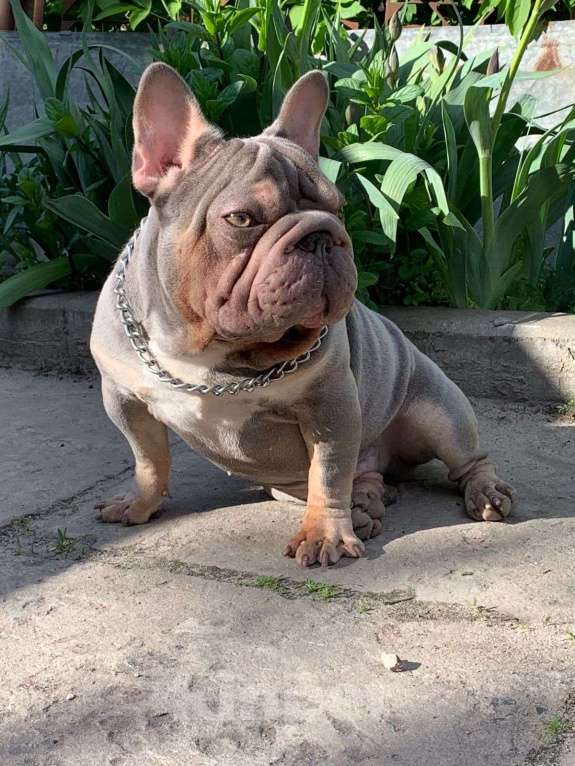 Собаки в других городах Воронежской области: Французский бульдог мальчик  Мальчик, 55 000 руб. - фото 8