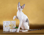 Кошки в Кудымкаре: Мальчик Корниш Рекс Мальчик, 42 000 руб. - фото 2
