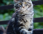 Кошки в Тольятти: Кошка окрас черный мрамор. Девочка, 30 000 руб. - фото 1