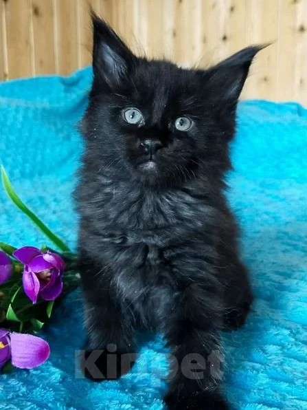 Кошки в Челябинске: 🔥🔥🔥КОТЯТА МЕЙН-КУН ПОЛИДАКТ РЕЗЕРВ ПИТОМНИК Разнополые, Бесплатно - фото 4