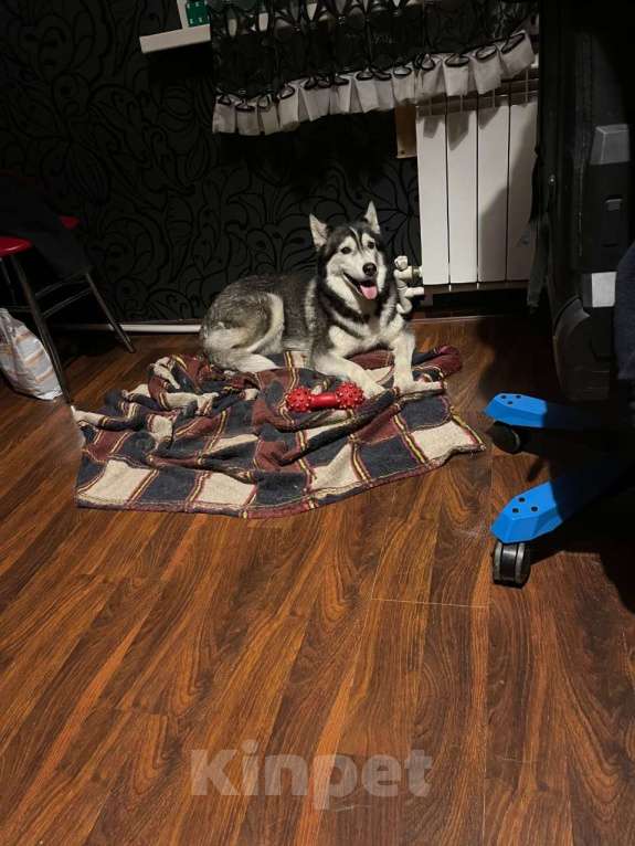 Собаки в Москве: Отдам собаку в добрые руки Девочка, Бесплатно - фото 5