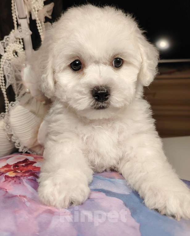 Собаки в Сыктывкаре: Щенок Бишон Фризе, мальчик. Рождён 12.09 24 Документы РКФ Брид класс  Готов к передаче Мальчик, 35 000 руб. - фото 3
