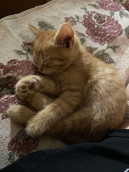 Отдам котенка