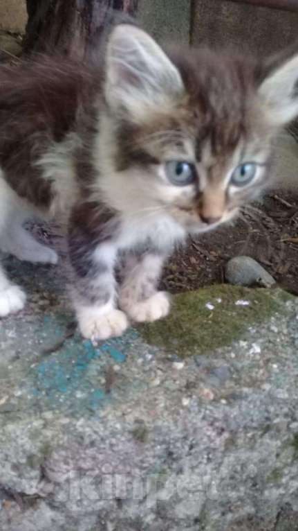 Кошки в Кудымкаре: красивенький котик, Бесплатно - фото 1