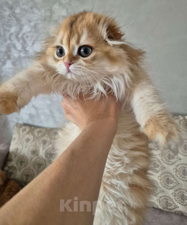 Кошки в Долгопрудном: Девочка Девочка, 230 000 руб. - фото 3