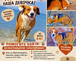 Собаки в Азове: Потерялась собака Девочка, 10 000 руб. - фото 2
