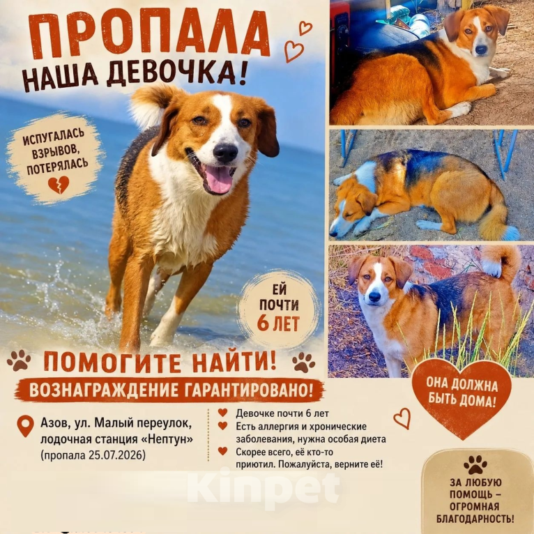 Собаки в Азове: Потерялась собака Девочка, 10 000 руб. - фото 2