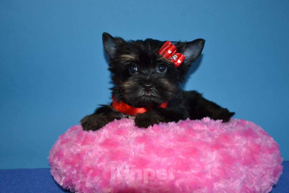 Собаки в Москве: Щенок -девочка цветного йорка Девочка, 45 000 руб. - фото 2