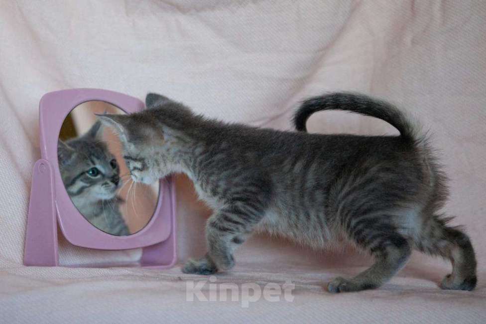 Кошки в Москве: Маленькая Леди - котенок, 2 месяца Девочка, 1 руб. - фото 1