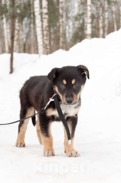 Собаки в Ногинске: Щенок с красивым именем Марсель ищет дом Мальчик, Бесплатно - фото 5