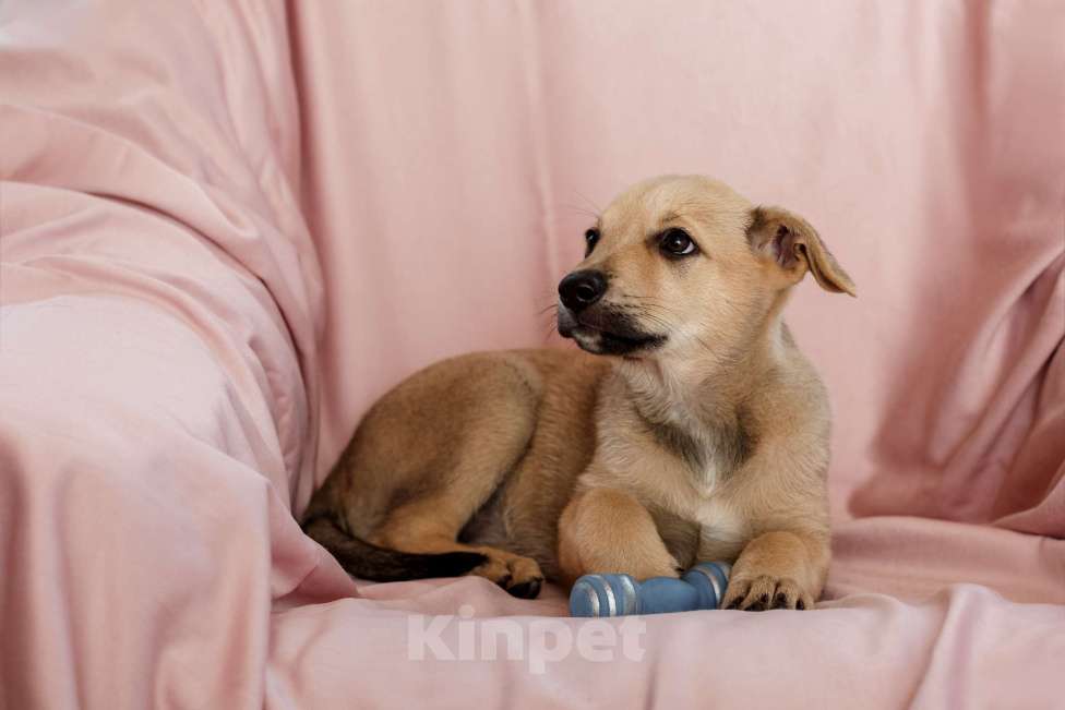 Собаки в Одинцово: Щенок метис породы Чинук Девочка, Бесплатно - фото 4